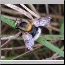 Volucella bombylans plumata - Hummelschwebfliege w01.jpg
